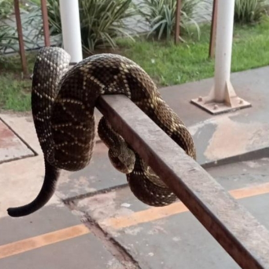 Defesa Civil captura cobra cascavel em residência no interior de Santa Helena