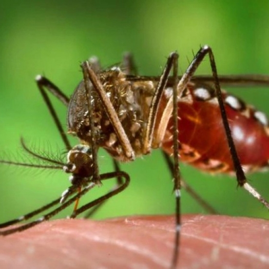 Dengue: Anvisa vai priorizar registro de dispositivos para diagnóstico