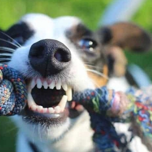 Dente de cachorro caindo: o que pode ser?