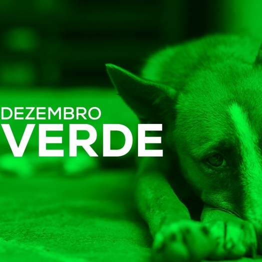 Dezembro Verde: veterinária da prefeitura de Santa Helena alerta sobre o combate ao abandono e maus-tratos aos animais