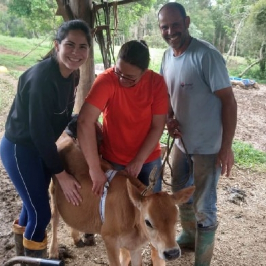 Dieta balanceada aumenta produção e diminui despesas com alimentação do gado leiteiro