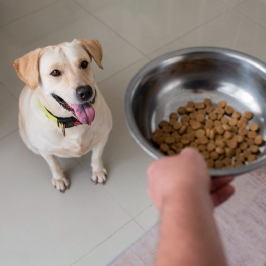 Entenda a importância da alimentação adequada para saúde do seu pet