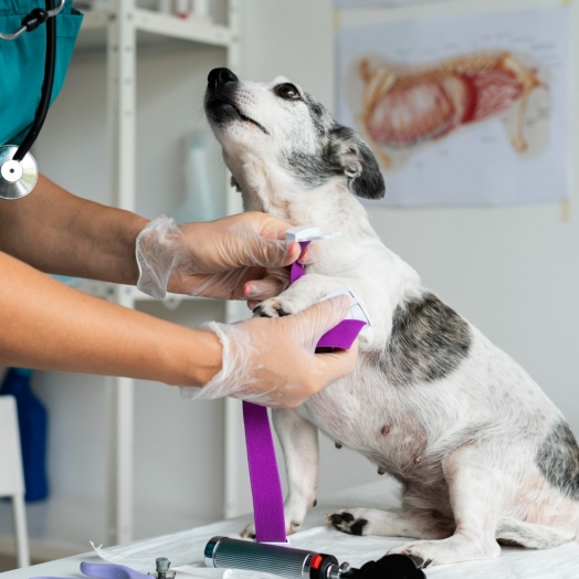 Erliquiose canina: diagnóstico precoce e prevenção são essenciais para o controle da doença