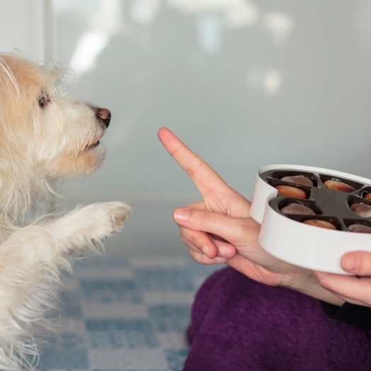 Especial Páscoa: entenda porque os animais de estimação não podem comer chocolate