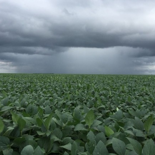 Excesso de chuva e falta de luz solar podem influenciar em produtividade menor nas lavouras de soja