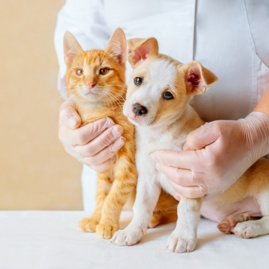 Faculdade UNIGUAÇU alerta donos de pets para prevenção contra doenças renais