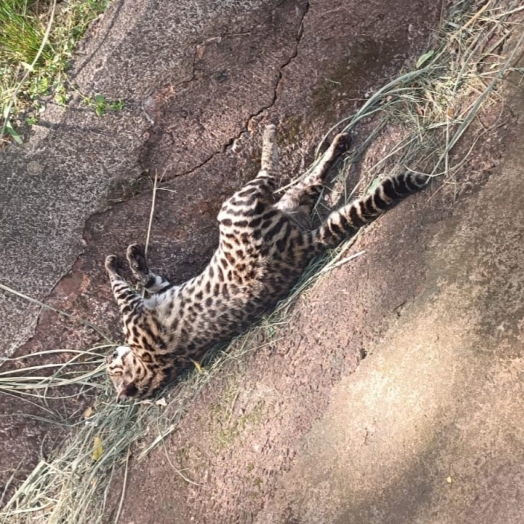 Gato do mato é encontrado morto em São Miguel do Iguaçu