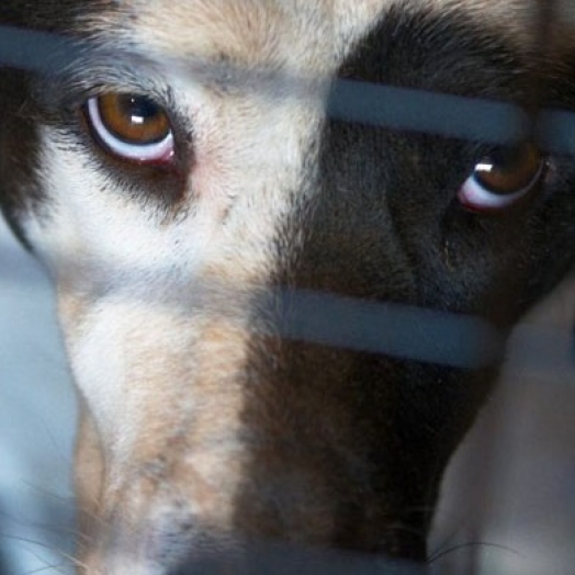 Homem é preso por maus-tratos à animais em Itaipulândia