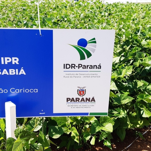 IDR-PR é responsável por duas das cultivares de feijão mais comercializadas no Brasil