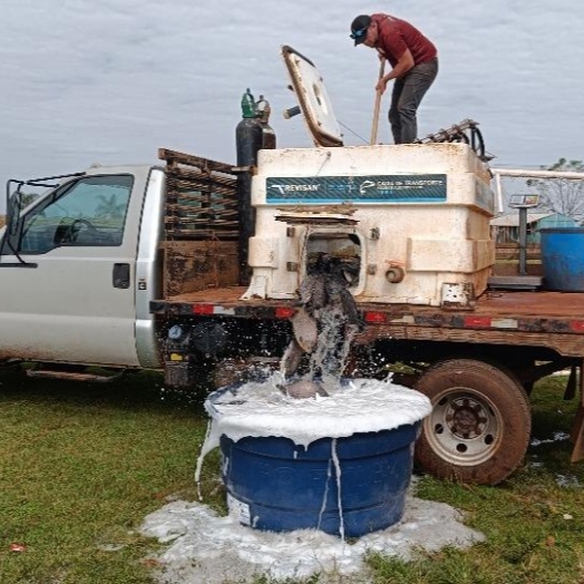 Itaipu conclui distribuição de peixes e cestas básicas para indígenas de Santa Helena e Itaipulândia