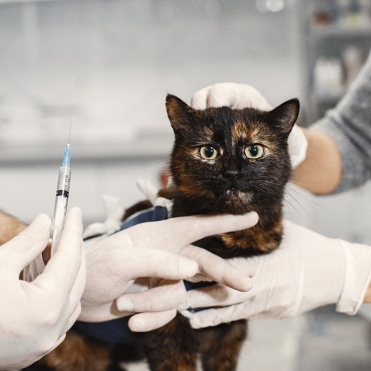 Julho Dourado: Entenda a importância de prevenir as Zoonoses e como a vacinação animal pode evitar as doenças infecciosas