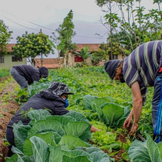 Lei prevê socorro de R$ 2.500 para agricultores familiares na pandemia