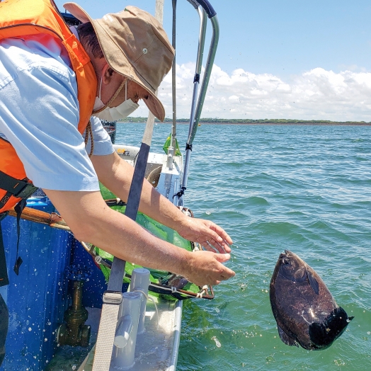 Marcação de peixes pela Itaipu tem primeiros resultados