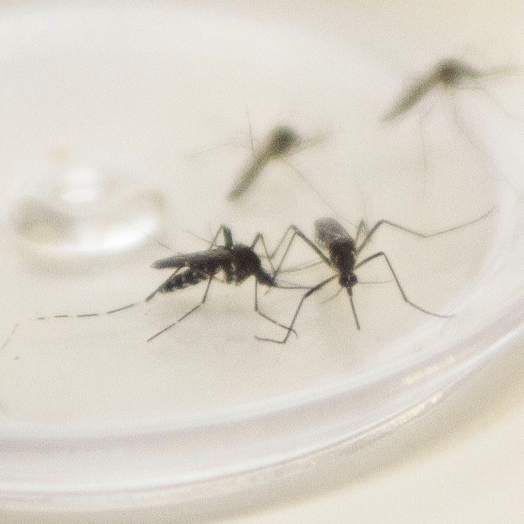 Ministério da Saúde confirma envio emergencial de inseticida para combater o Aedes Aegypti