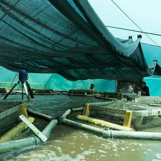 Mirando uso racional da água, Embrapa e Itaipu desenvolvem projeto para produzir peixes em sistema de bioflocos