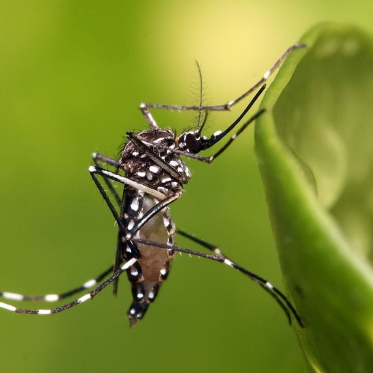 Missal chega a 70 casos de dengue