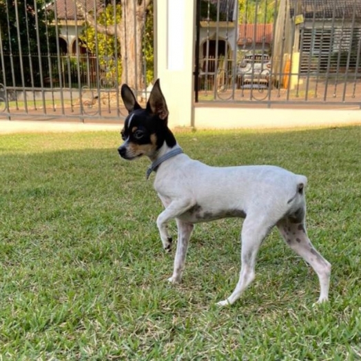 Moradora de São Miguel oferece gratificação para encontrar cachorrinha que sumiu próximo a Sanepar