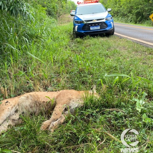 Onça parda é encontrada morta às margens da PR 497, em São Miguel do Iguaçu