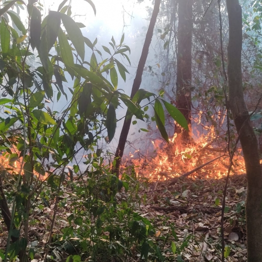 Órgãos de Fiscalização tem recebido diversas denúncias de incêndios ambientais em Missal