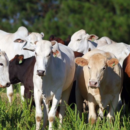 Paraná atua para ampliar espaço no mercado mundial de carnes