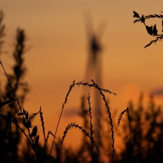 Paraná projeta redução de área cultivada de trigo para 2024