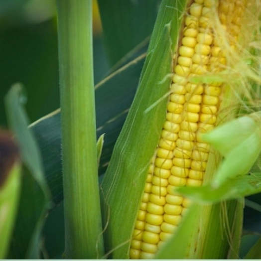 Paraná registra maior colheita de milho de julho na história