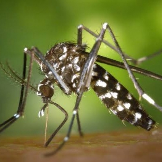 Paraná registra mais 187 casos de dengue, aumento de 48% em uma semana