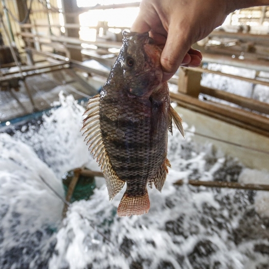 Paraná tem dez cidades entre as campeãs nacionais da pecuária e aquicultura