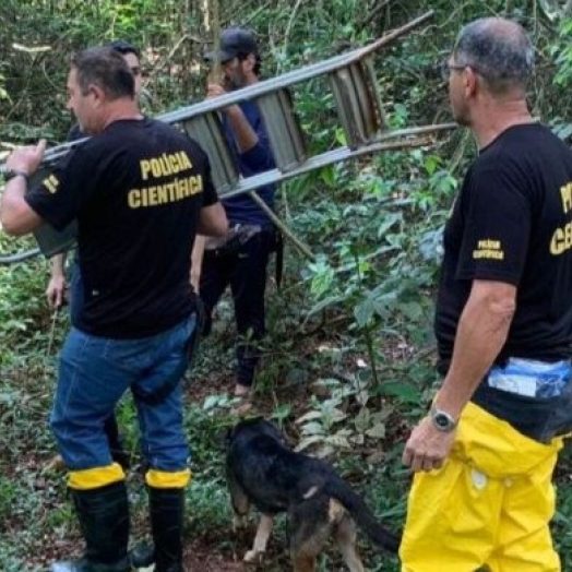 Partes de corpos esquartejados são encontrados em mata, no Paraná