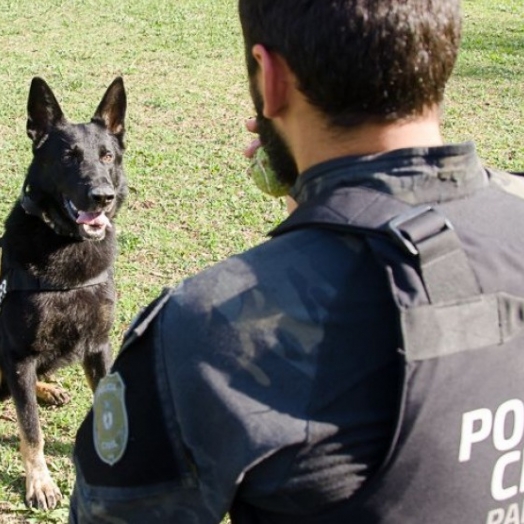 Polícia Civil do Paraná promoverá ações em alusão ao Junho Branco