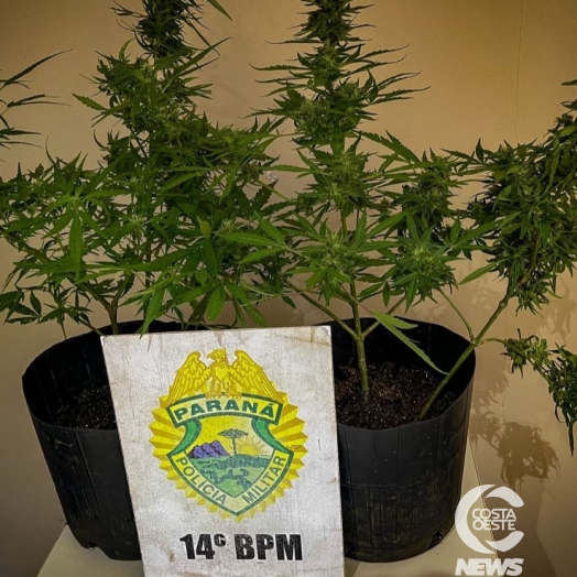 Polícia Militar apreende pés de maconha plantados em vasos