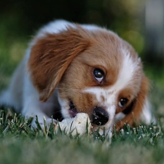 Por que cachorro enterra comida? Descubra mais sobre esse hábito