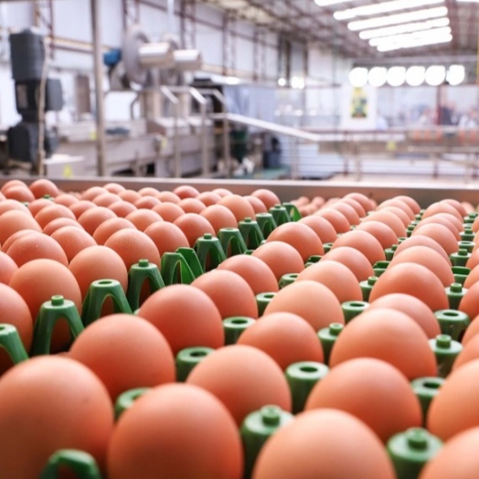 Preço do ovo aumenta em fevereiro para produtor, atacado e varejo