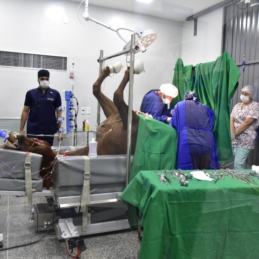 Primeira cirurgia no Hospital Veterinário da Faculdade UNIGUAÇU marca avanço no cuidado de animais de grande porte