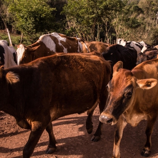 Produção de Leite em Missal volta ao patamar de 25 milhões de litros anuais