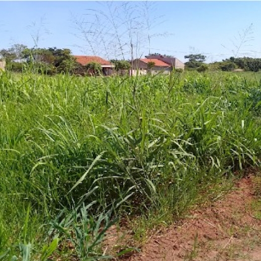 Proprietários de terrenos baldios em situação de abandono serão notificados em Santa Helena