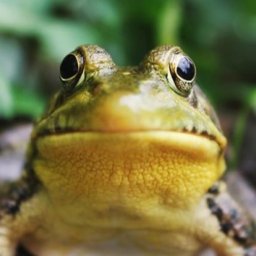 Quando o sapo canta, é porque tem frio? Entenda o som desse bichinho!