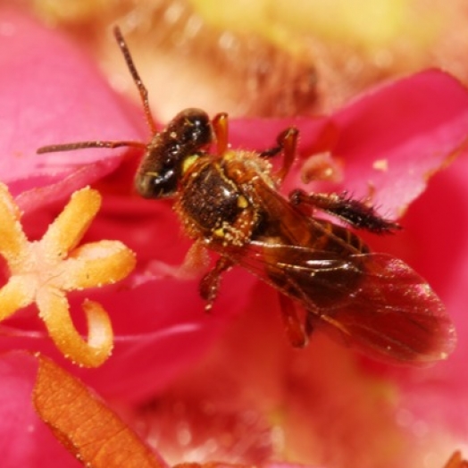 Reavaliação ambiental de agrotóxicos protege abelhas e outros polinizadores