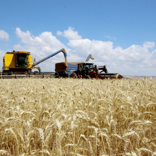 Ritmo do plantio de trigo ainda é lento, mas a expectativa é de produtividade recorde