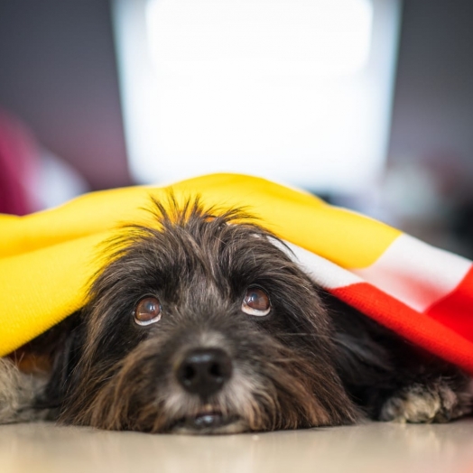 Saiba como proteger os pets do barulho dos fogos no Réveillon