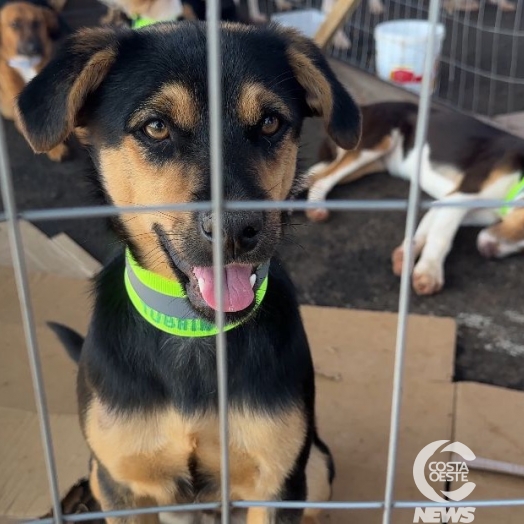 São Miguel do Iguaçu: Amor sem Coleiras realiza II feira de adoção de animais