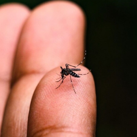 Serranópolis do Iguaçu registra primeiro óbito por dengue