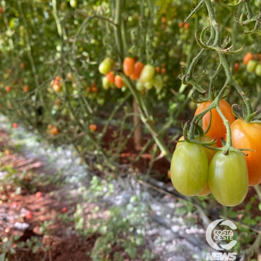 Tomate, cenoura, pepino, beterraba e pimentão verde têm queda no preço