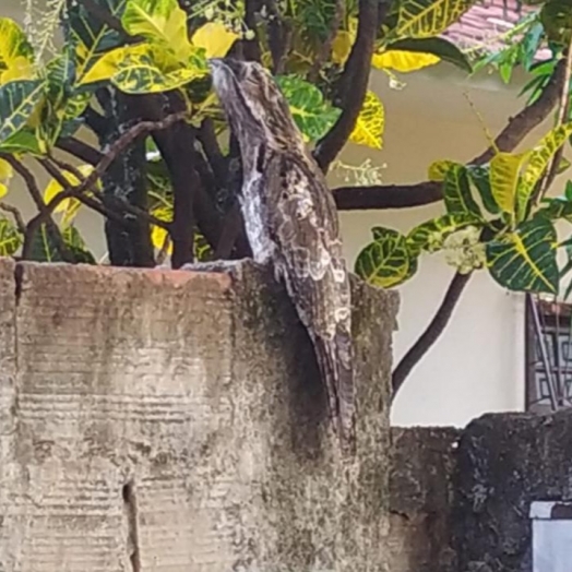 Urutau é flagrado descansando no muro de residência em Santa Helena