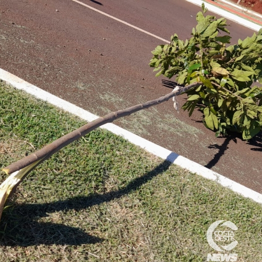 Vândalos destroem arborização da Av. São Paulo, em Santa Helena