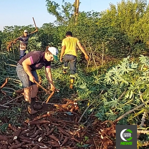 Você já ouviu falar em mandioca orgânica? Família encontra importante e saudável fonte de renda